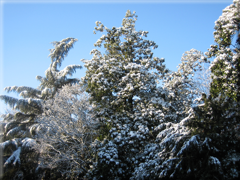 foto Parco Sebellin in Inverno